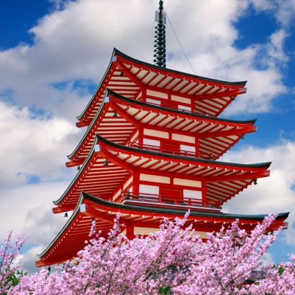 Tokyo: Private Cherry Blossom Experience - the best of ancient & modern Japan